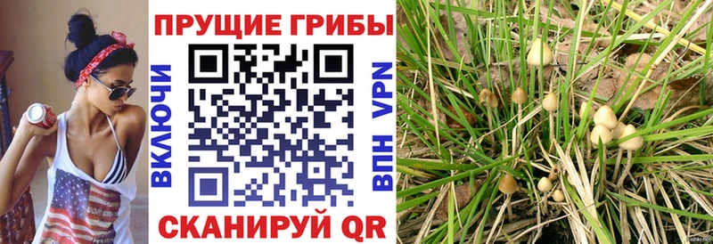Псилоцибиновые грибы мицелий  blacksprut вход  Печора 